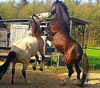 Bed And Breakfast Het Oude Bos Wijnjewoude ภายนอก รูปภาพ