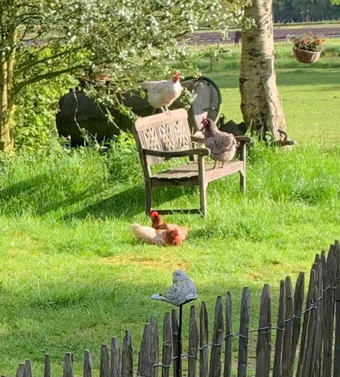 Bed And Breakfast Het Oude Bos Wijnjewoude ภายนอก รูปภาพ